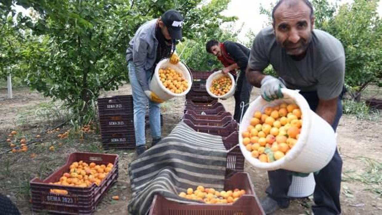 Tarladan 20 TL'ye yurt içine, 25 TL'den yurt dışına satılıyor!