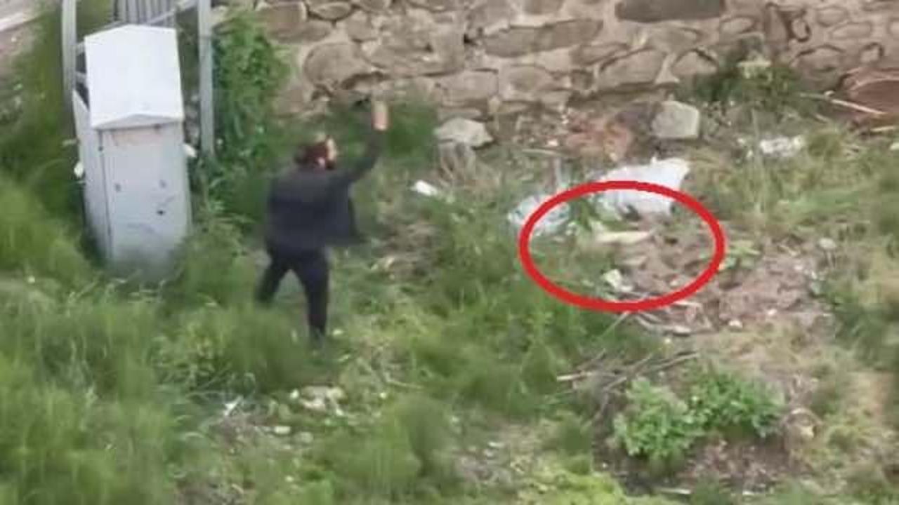 Trabzon&rsquo;da kedi katliamı! Tekmeledi, ezdi, fırlattı 