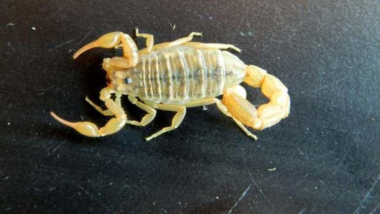 40 yıldır bilinen akrebin, yeni bir t&uuml;r olduğu keşfedildi