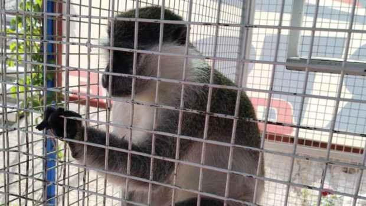 Köpeklerin saldırısına uğrayan maymun koruma altına alındı