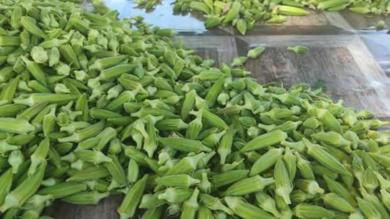 Aydın&rsquo;da bamya hasadı başladı