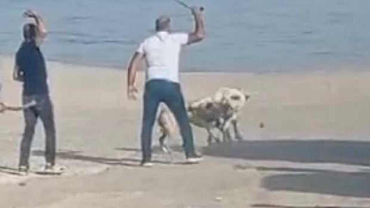 Başıboş köpeklerin kavgasını vatandaşlar sopa ile ayırdı