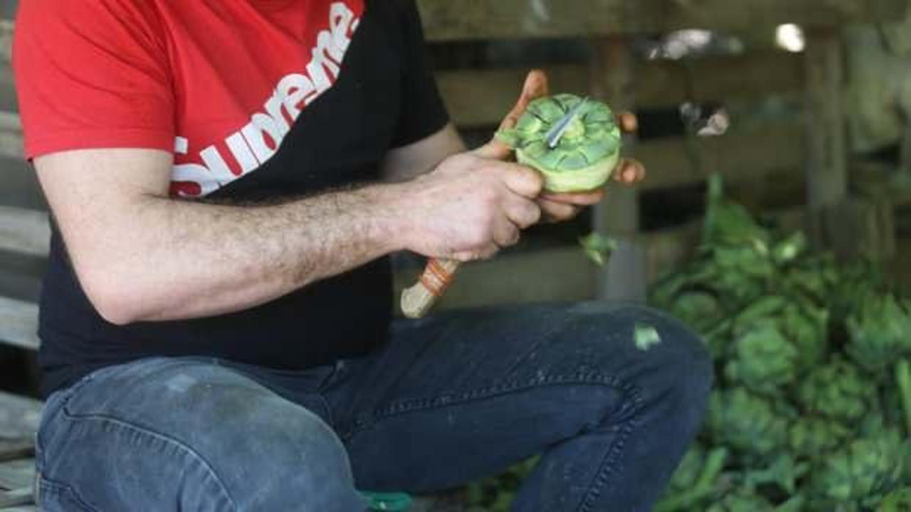 Coğrafi tescilli Hasanağa enginarında rekolte yarıya d&uuml;şt&uuml;