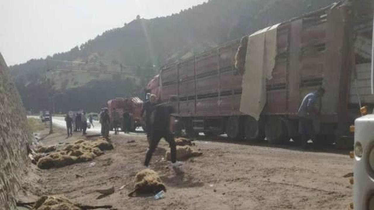 Devrilen TIR’ın sürücüsü yaralandı, dorsedeki 100 koyun öldü