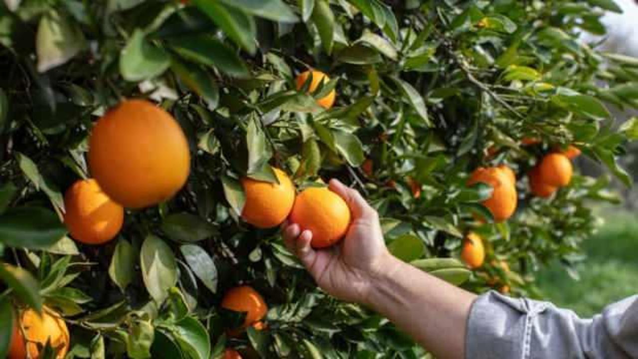 Kakao ve zeytinyağının ardından yeni kriz! 