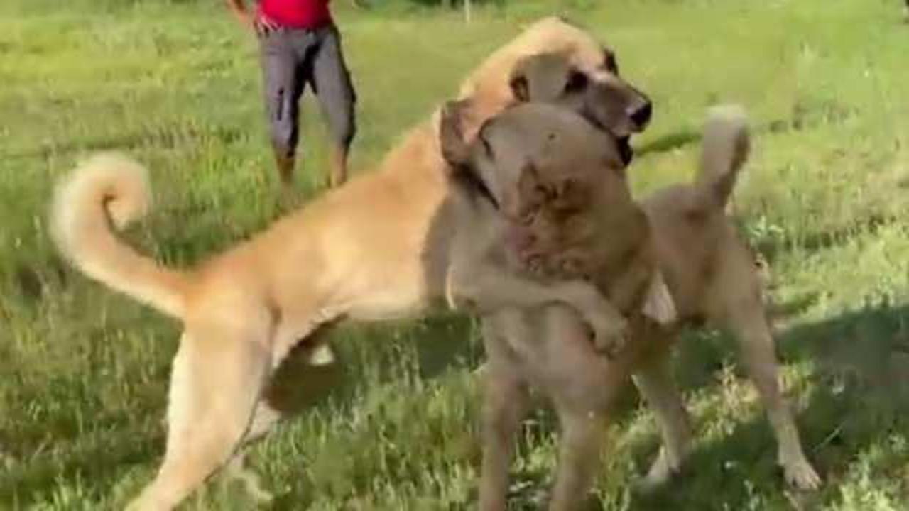 Kangal görüntüleri büyük tepki çekti! Savcılık soruşturma başlattı