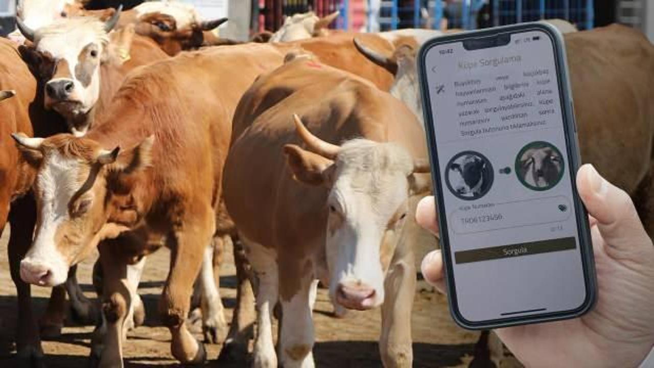 Kurbanlar 'Tarım Cebimde' uygulaması ile sorgulanıyor