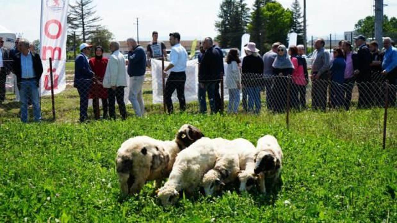 Kuzu etinin fiyatını d&uuml;ş&uuml;recek proje