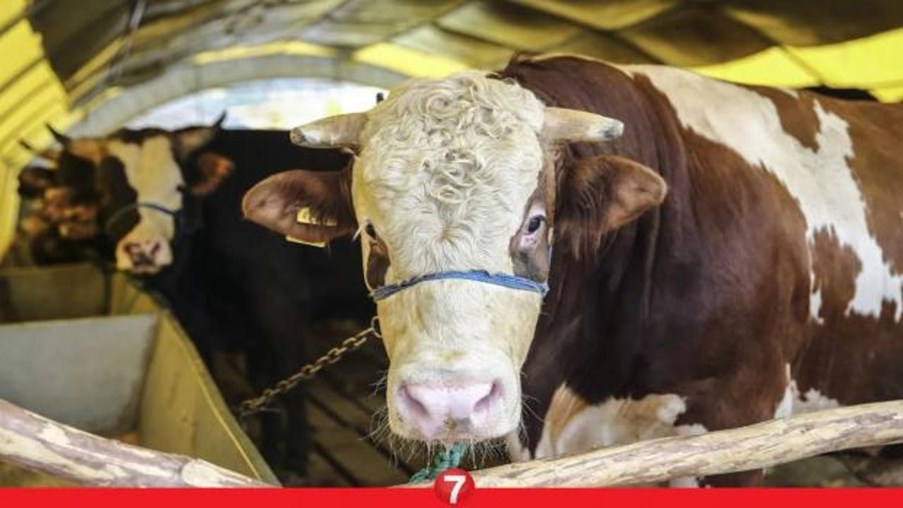 Migros, A101, CarrefourSA 2024 kurbanlık fiyatları ne kadar? Küçükbaş ve büyükbaş kurban...