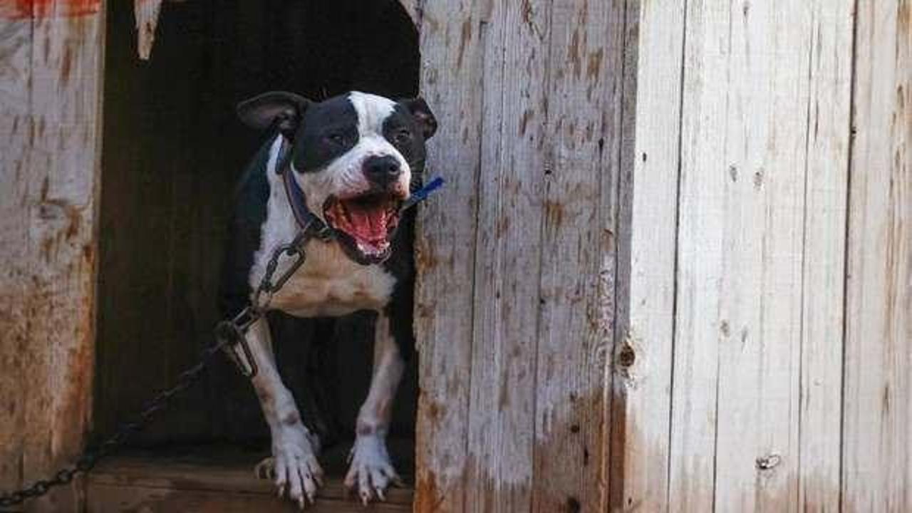 Saldırdığı kadın dehşeti yaşamıştı! Pitbull saldırısına hapis cezası