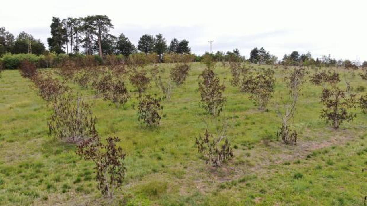 Soğuk hava ceviz ağa&ccedil;larını vurdu: A&ccedil;an &ccedil;i&ccedil;ekler soğukta kurudu