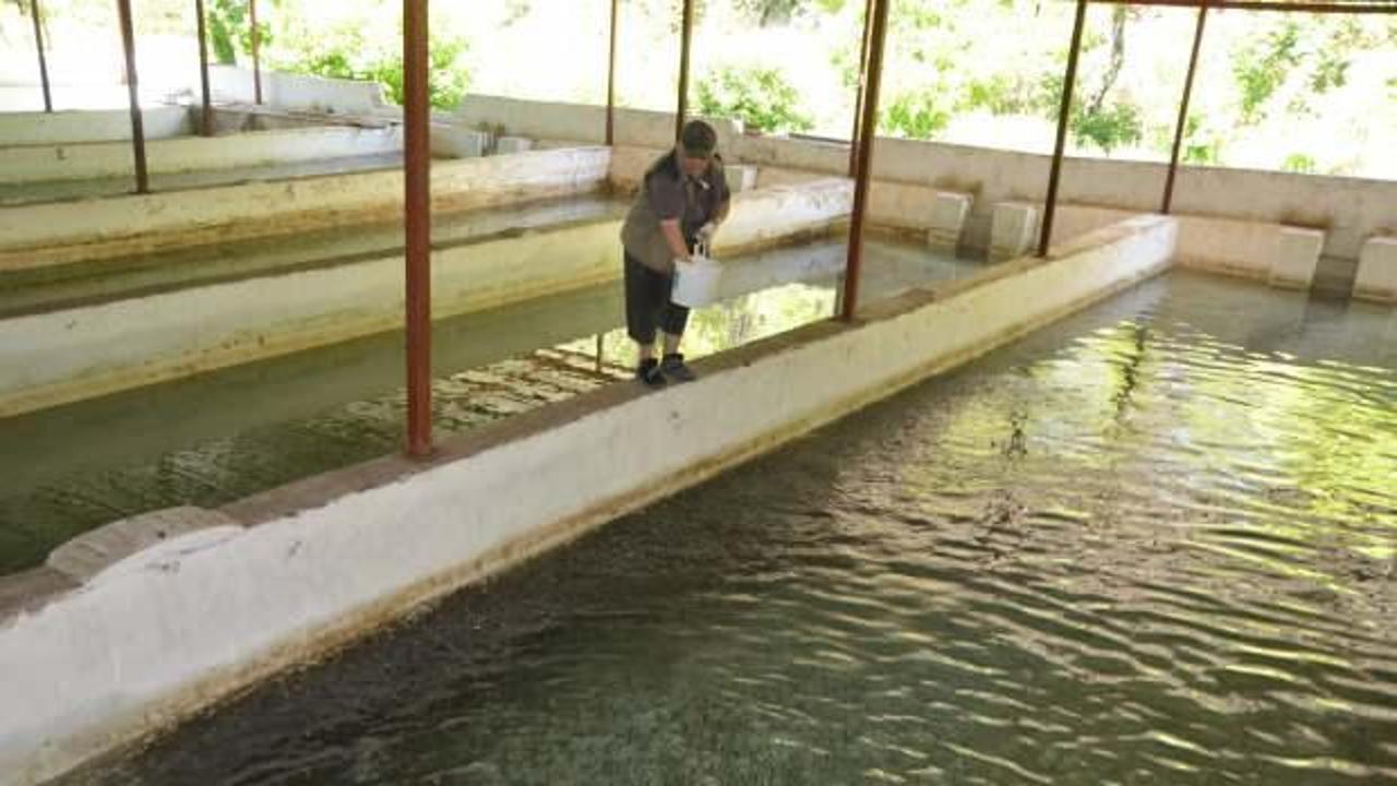 Yavru alabalık yetiştirip öğrencilere burs veriyor