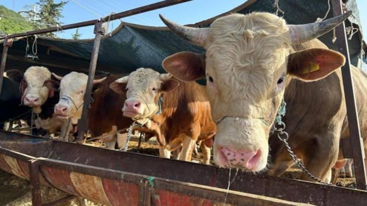 1 tonluk &lsquo;Baron'un fiyatı dudak u&ccedil;uklattı