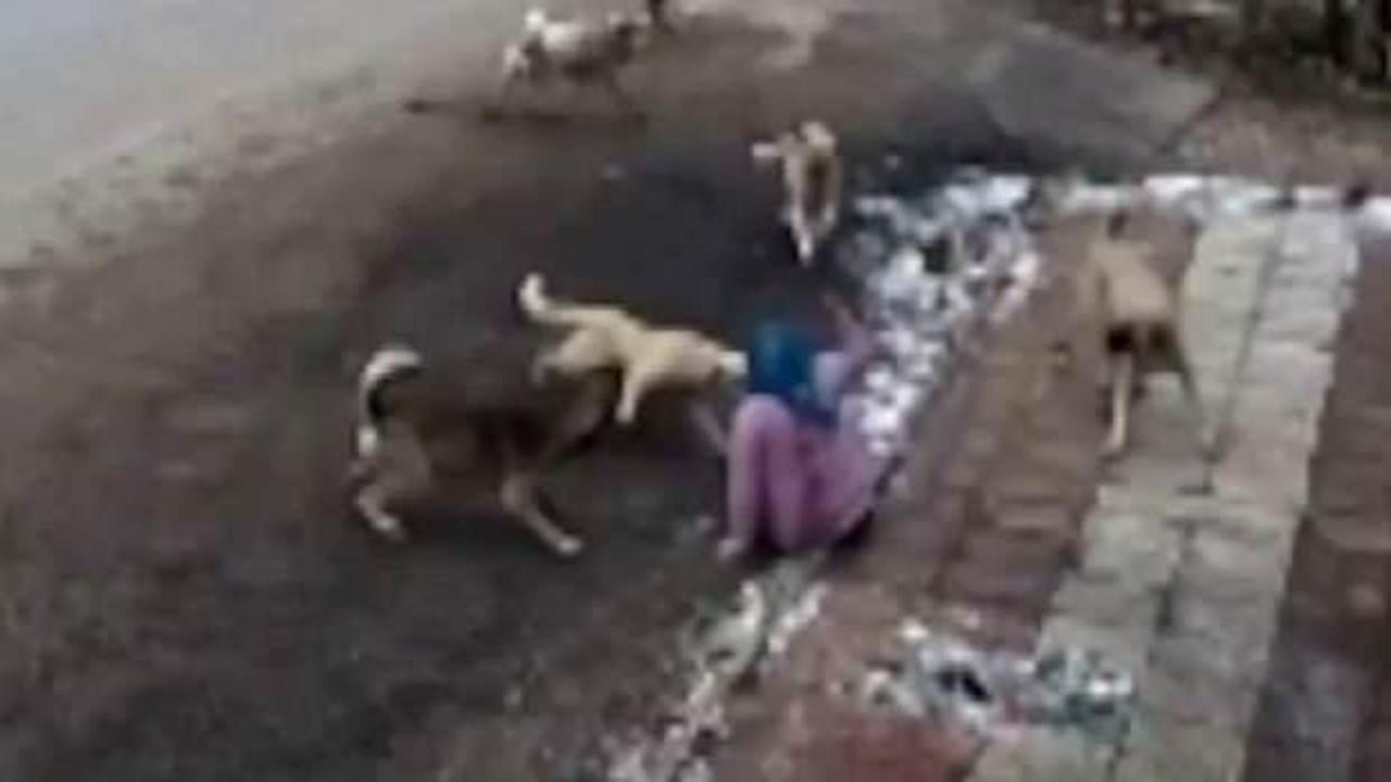 9 köpeğin saldırısına uğrayan kadın sokağa çıkamaz oldu