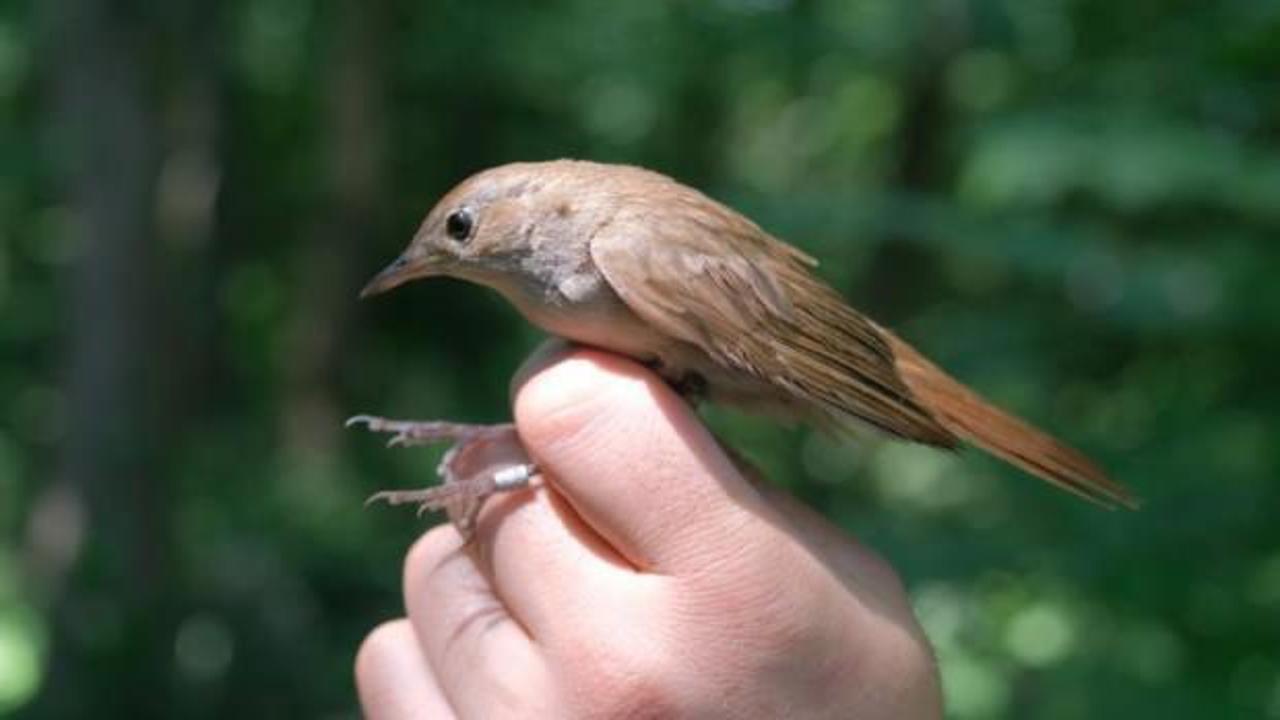 Afrika'dan Ormanya'ya uçtu