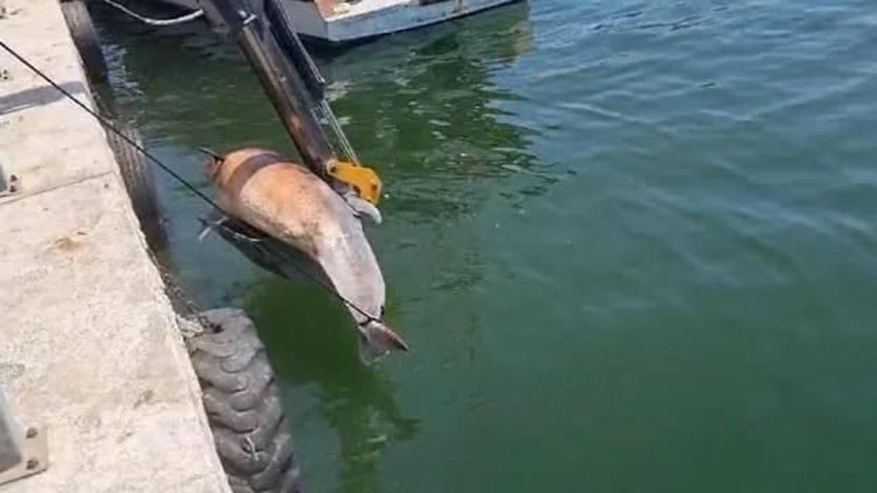 Bursa'da 3 metre uzunluğunda ölü yunus bulundu