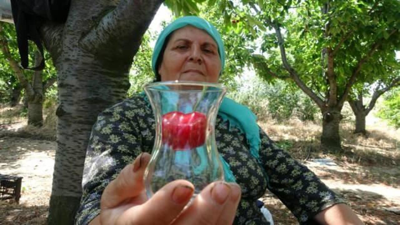 &Ccedil;ay bardağına bile sığmıyor, kilosu 250 TL!  Kapış kapış satılıyor