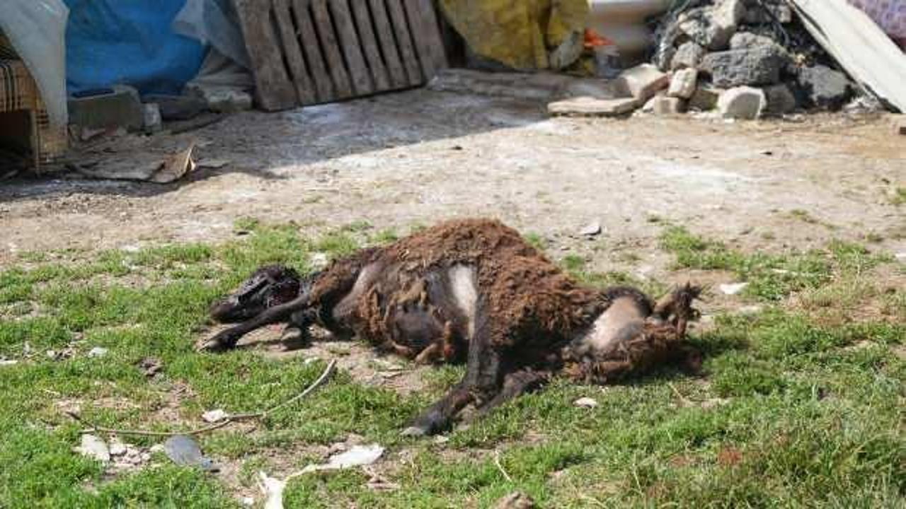 İstanbul'da başıboş köpek dehşeti: 2 küçükbaş hayvanı telef ettiler