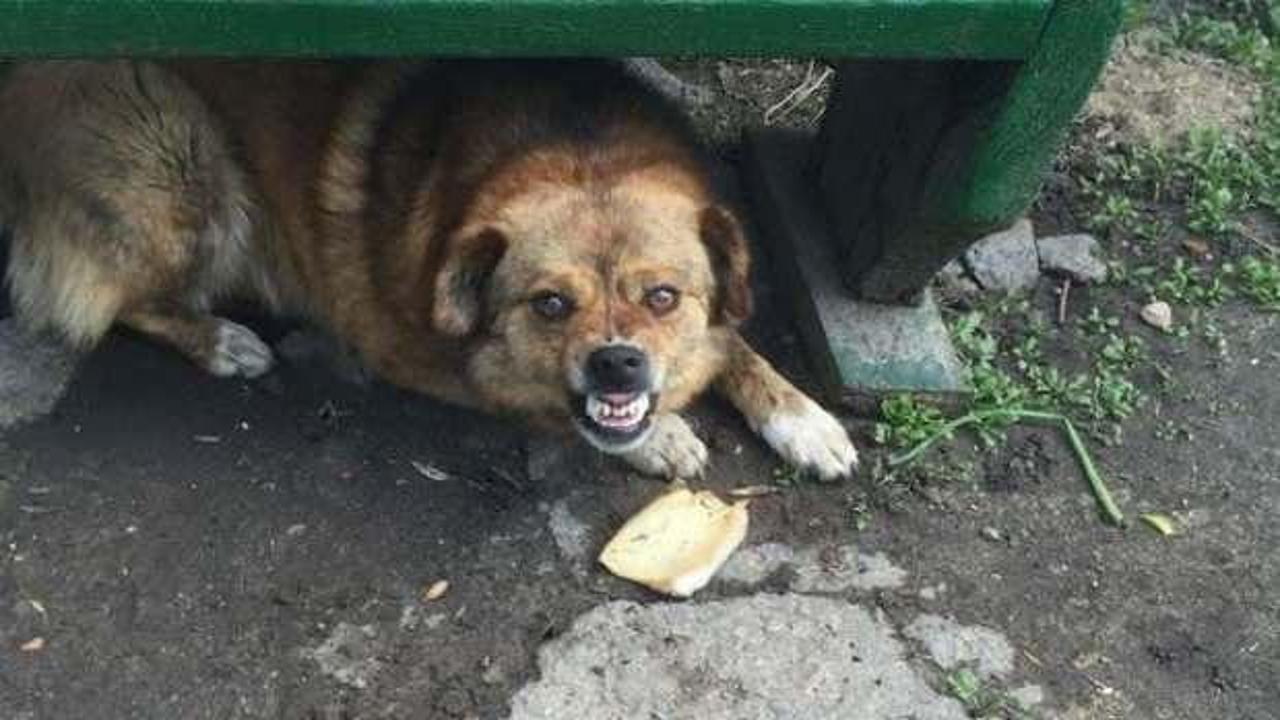 K&ouml;pek saldırılarında ka&ccedil; kişi hayatını kaybetti? Korkun&ccedil; rakam
