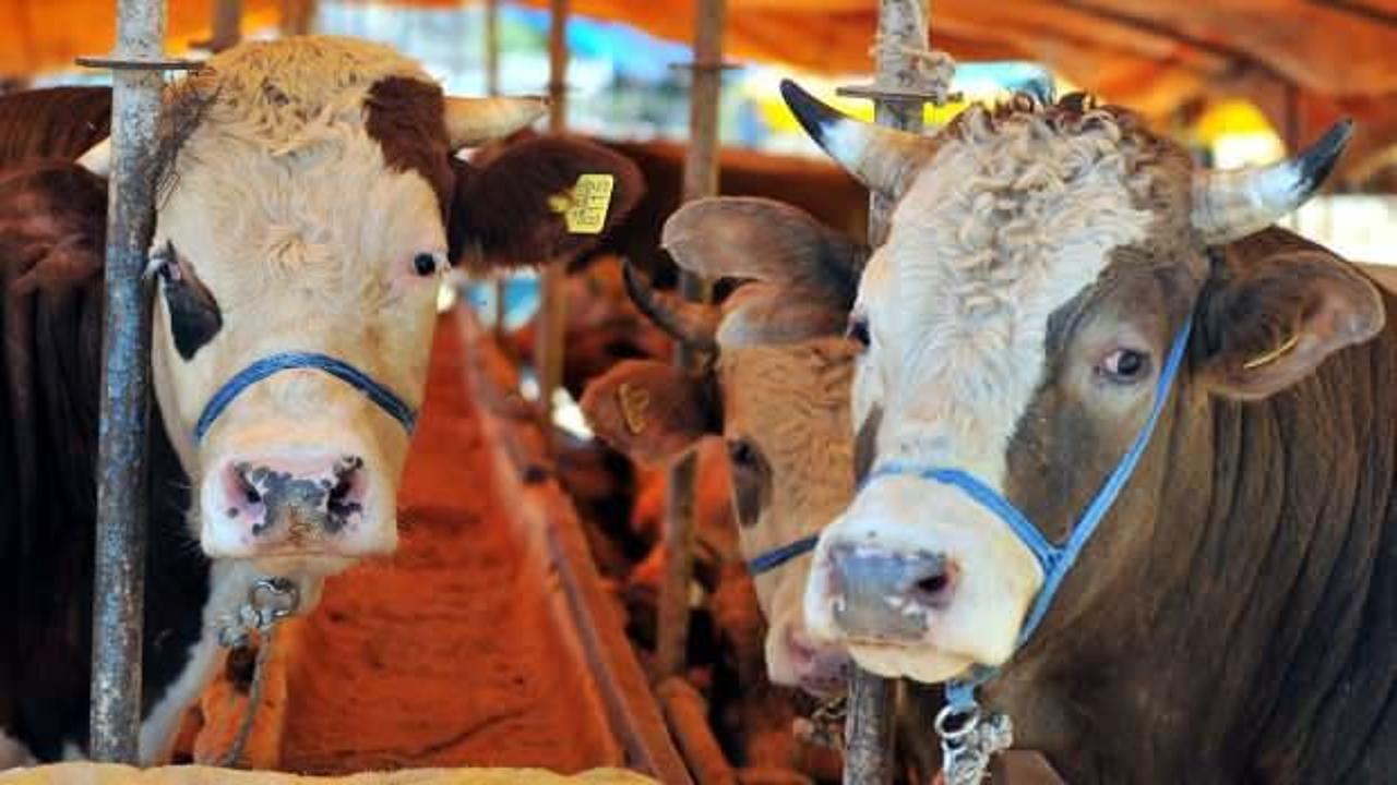 Kurban Bayramı'nda kesilecek kurban sayısı belli oldu