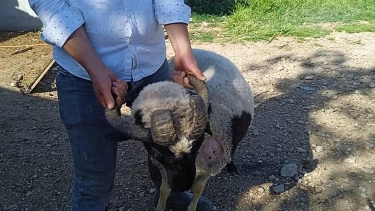 Sıra dışı koçlar alıcılarını bekliyor
