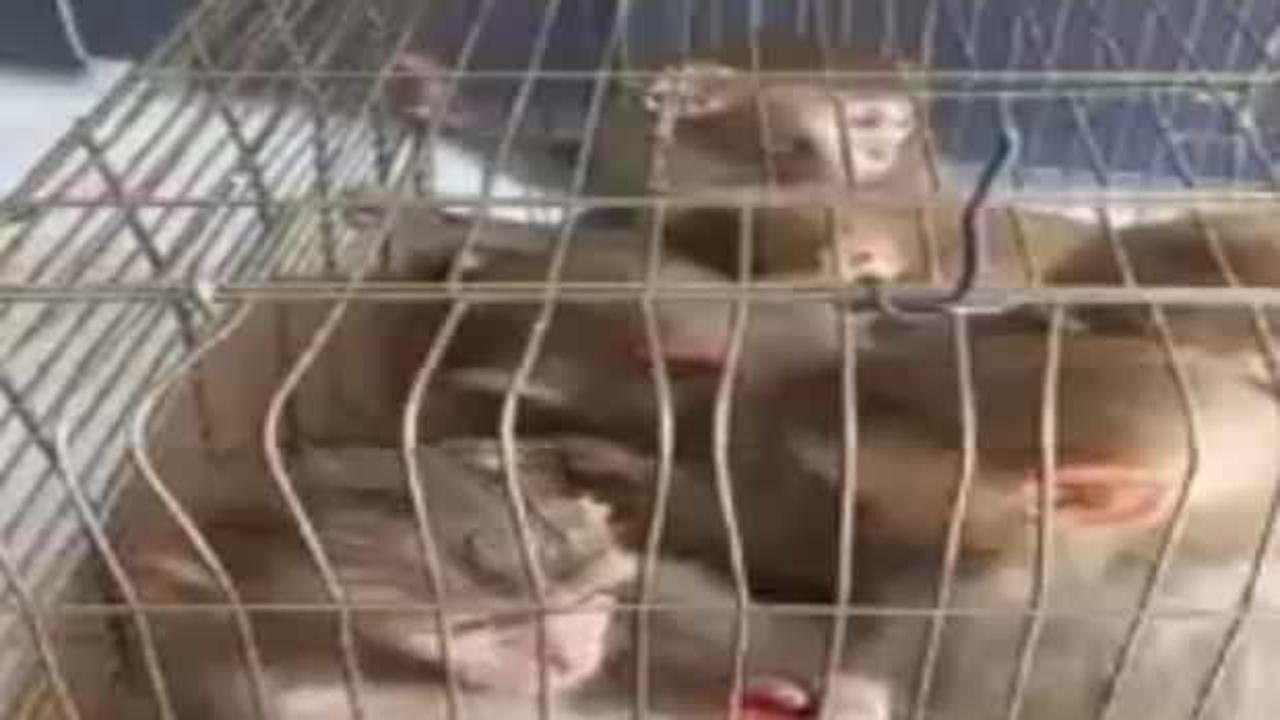 Şırnak'ta 6 Hint şebeği ele ge&ccedil;irildi