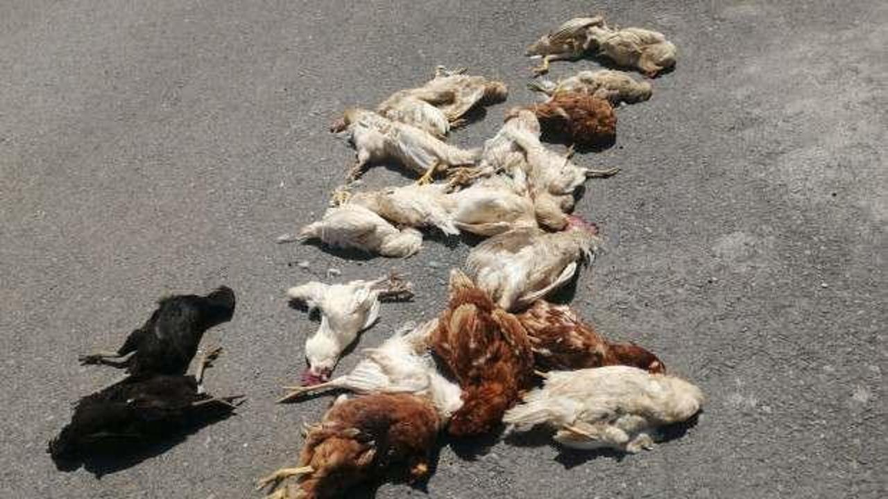 Sokak k&ouml;pekleri k&uuml;mes hayvanlarını telef etti