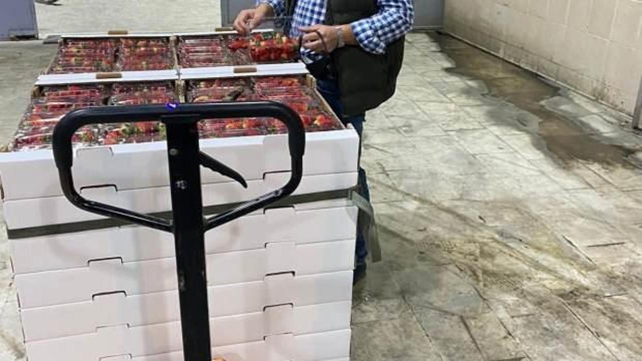 Söke’de 1 ayda bin 256 ton tarımsal ürün ihraç edildi