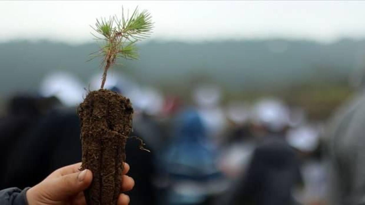 TEMSAN ve TKİ, Türkiye Çevre Haftası'na özel fidan dikim etkinliği düzenledi