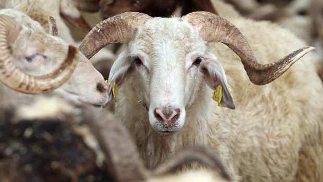 T&uuml;rk Kızılay, kurban vekaleti bedellerini a&ccedil;ıkladı