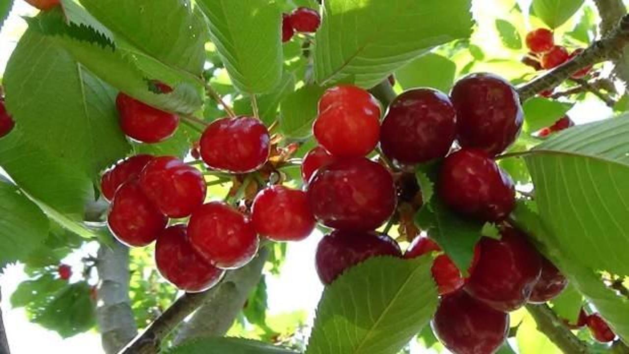 T&uuml;rkiye, 6 tarım &uuml;r&uuml;n&uuml;n&uuml;n &uuml;retiminde d&uuml;nya lideri