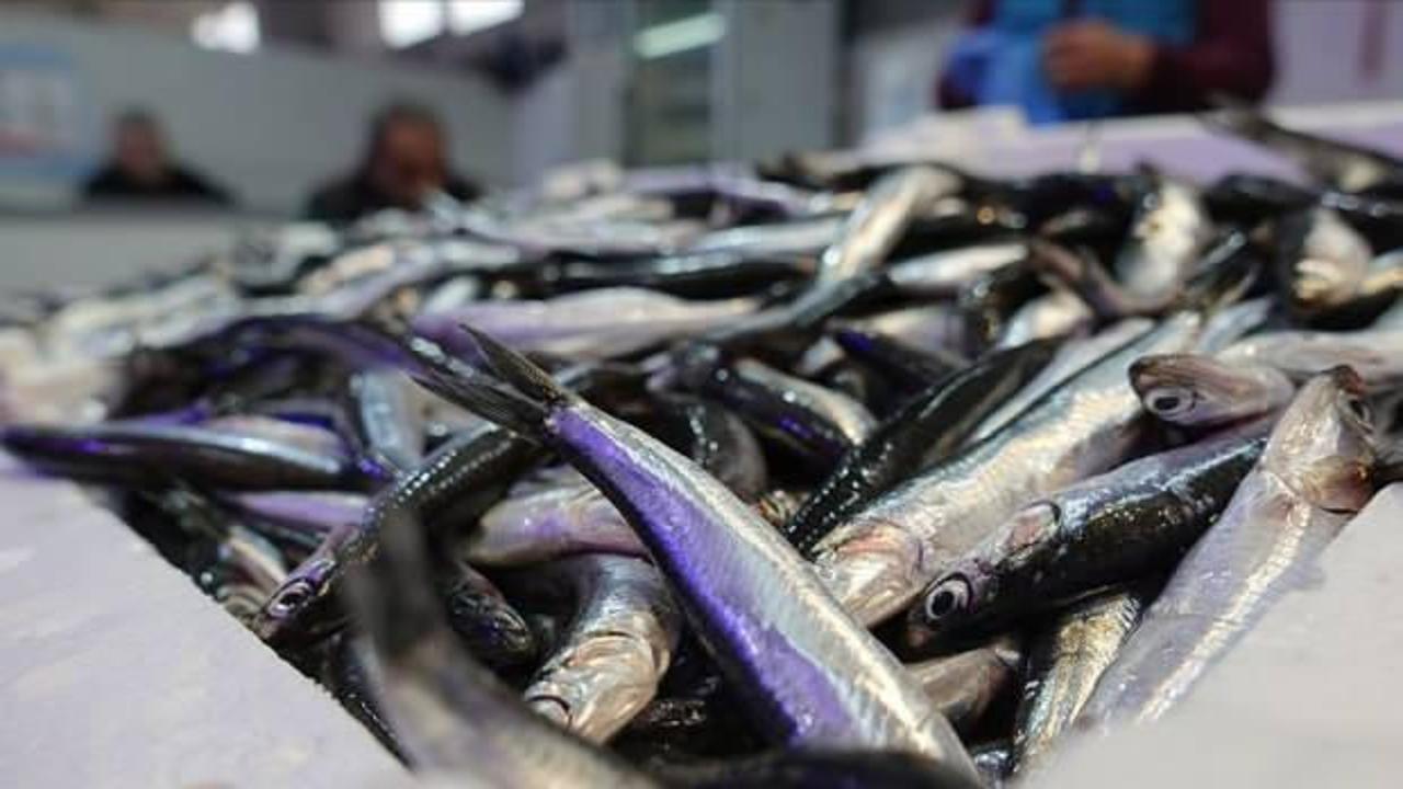 T&uuml;rkiye denizlerinde son 10 yılda en fazla hamsi avlandı