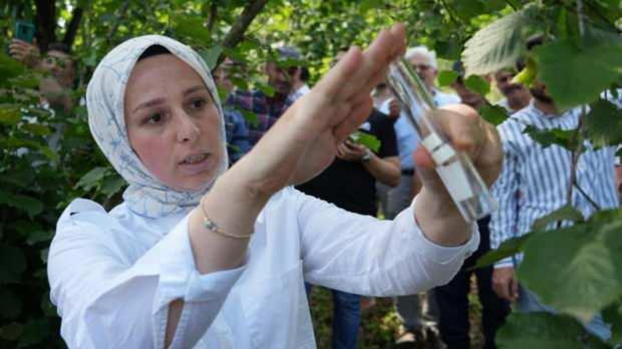 14 bin &lsquo;samuray arısı' doğaya salındı