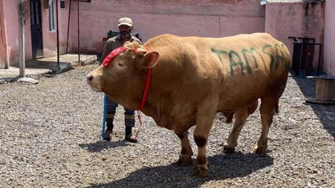1 ton 150 kiloluk 'Şahmurat' 300 bin liraya satıldı