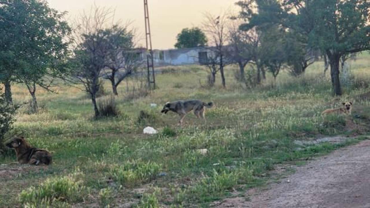 Ankara'da başıboş k&ouml;pekler 4 koyunu telef etti