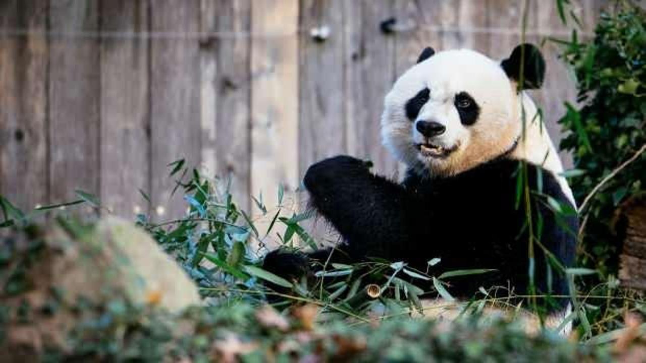 Çin, Avustralya'ya bir çift dev panda gönderme sözü