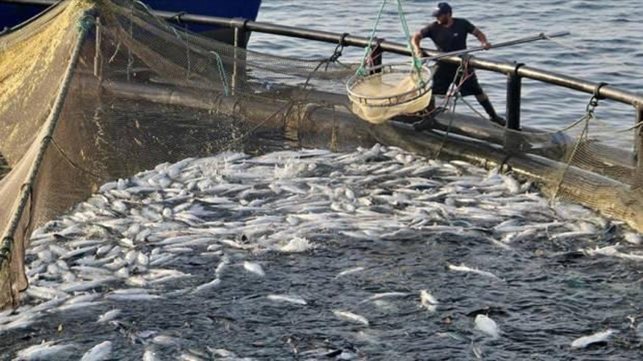 Doğal liman kenti Sinop'ta, geçen yıl 27 bin ton Türk somonu üretildi