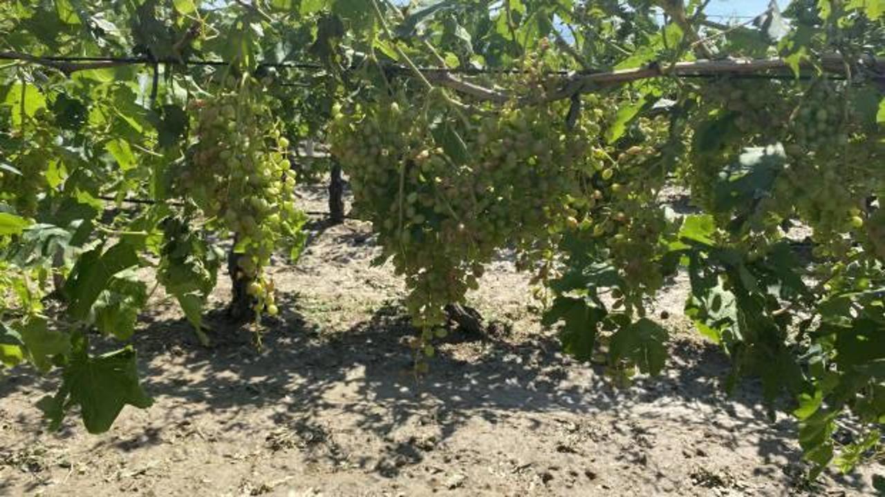 Dolu yağışının ardından &uuml;z&uuml;m bağlarında hasar tespiti başladı