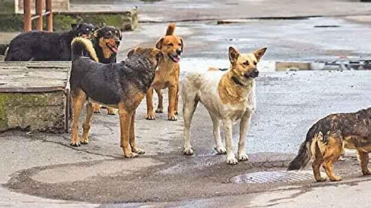 DSÖ'den başıboş köpek ve kuduz açıklaması