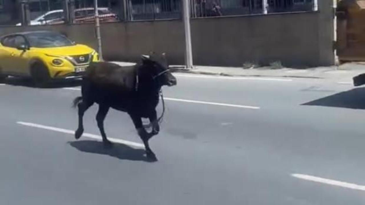 İstanbul'da kurbanlık dana firarda