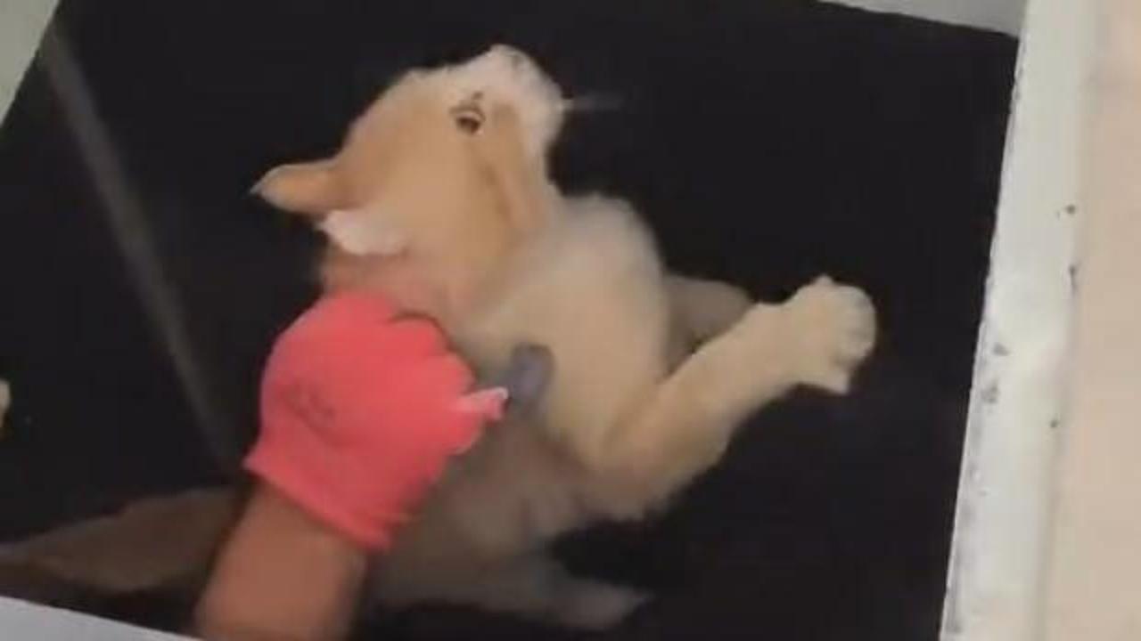 Kimyasal makinesinin içine düşen kedi son anda kurtarıldı