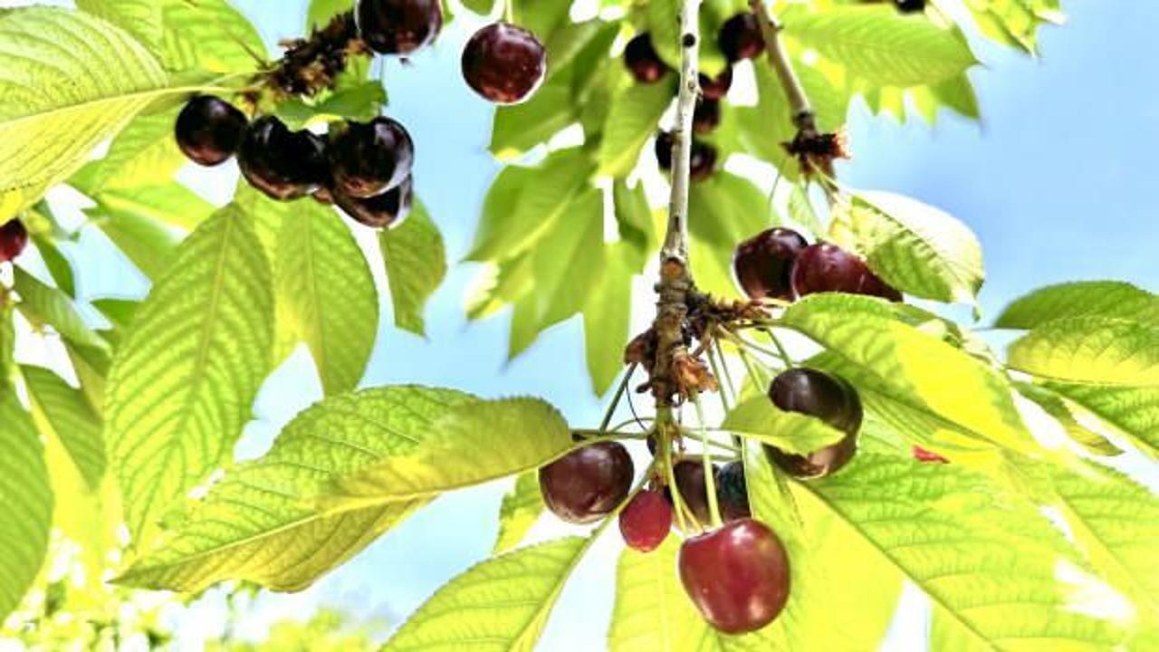 Kiraz &uuml;reticisi g&uuml;nl&uuml;k 2 bin TL'ye iş&ccedil;i bulamıyor