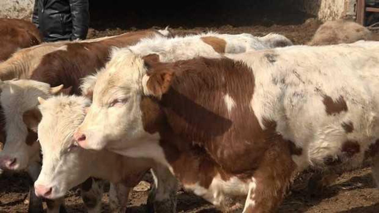 Kurban Bayramı öncesi uzman isimden yeni kesilmiş et ile ilgili uyarı! 