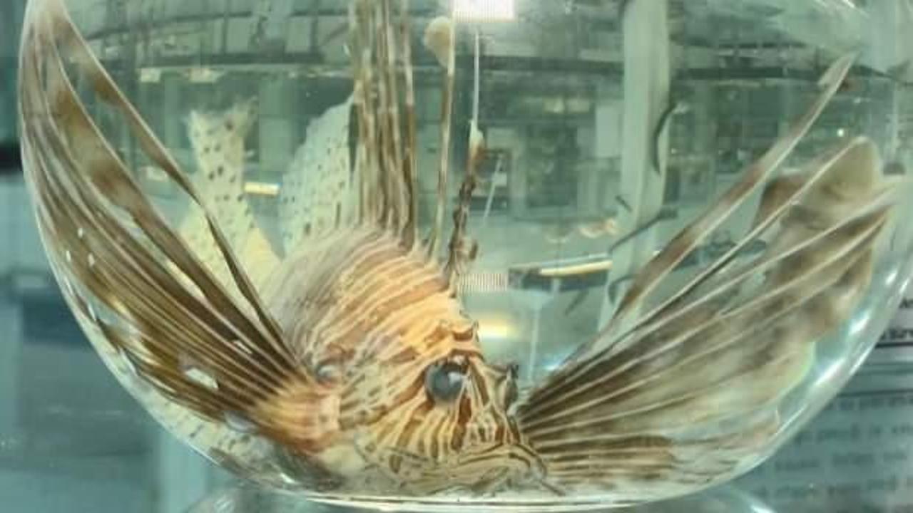 Marmara i&ccedil;in tehlike! İstila i&ccedil;in hızla ilerliyorlar