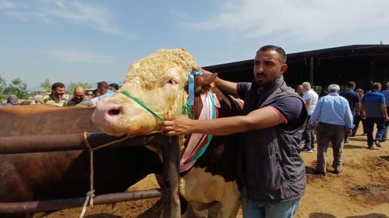 Son kurbanlığını boynuna 7 tane altın takarak satışa çıkardı