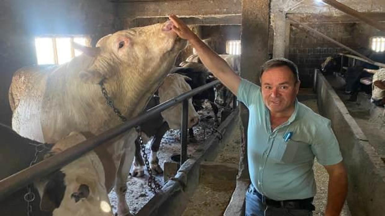 &Ccedil;anakkale'de 1 ton 800 kilogram boğa 340 bin TL'den satışa sunuldu