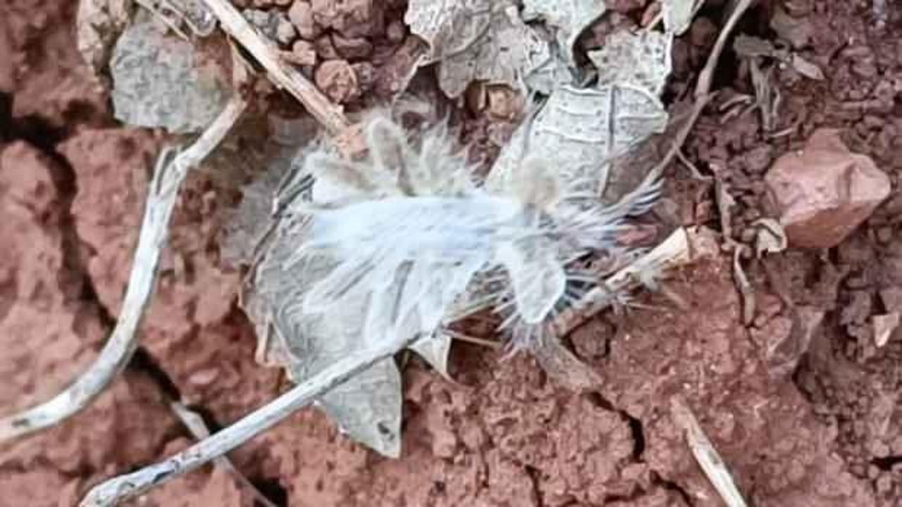 Adıyaman'da 'dikenli dantel b&ouml;ceği' s&uuml;rprizi