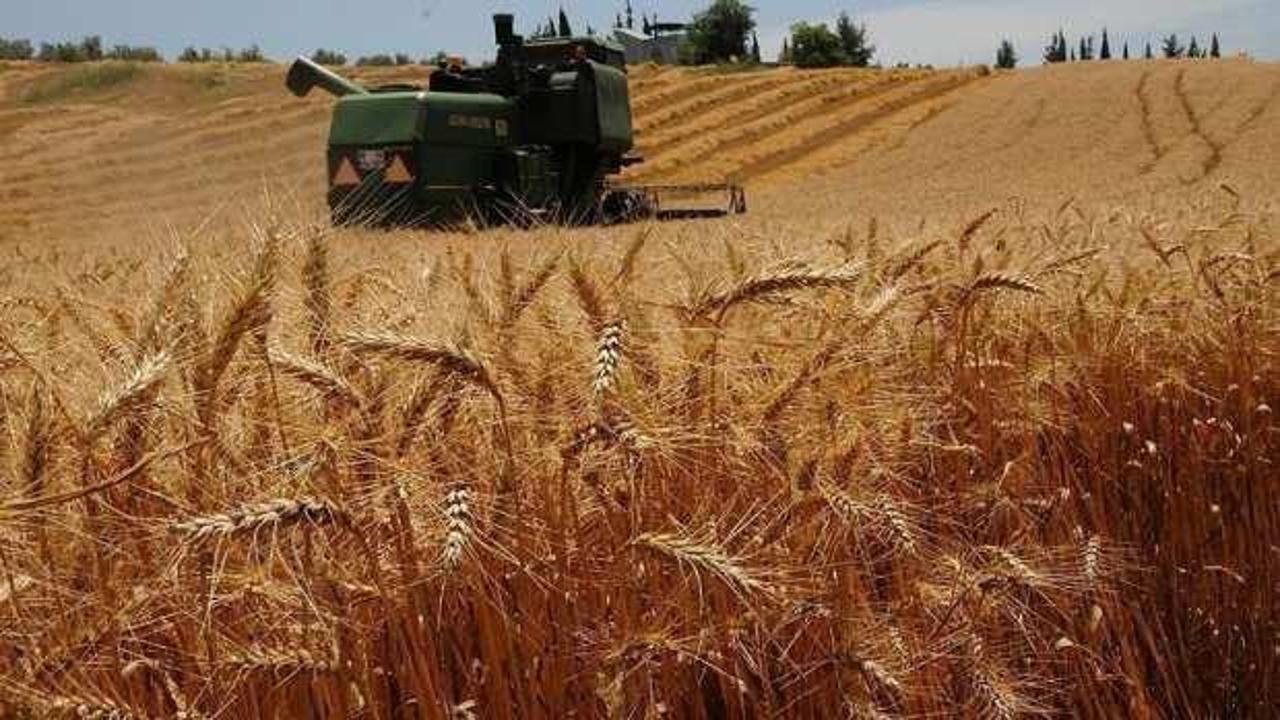Arpa ve buğdayda hasadı aceleye getirmek ülke ekonomisine kaybettiriyor
