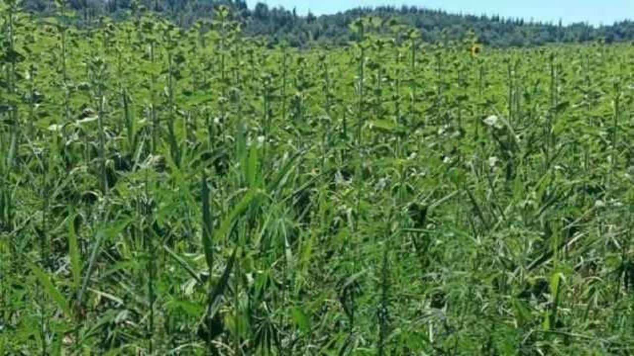 Ayçiçeği tarlasında 1 milyon kök Hint keneviri ele geçirildi