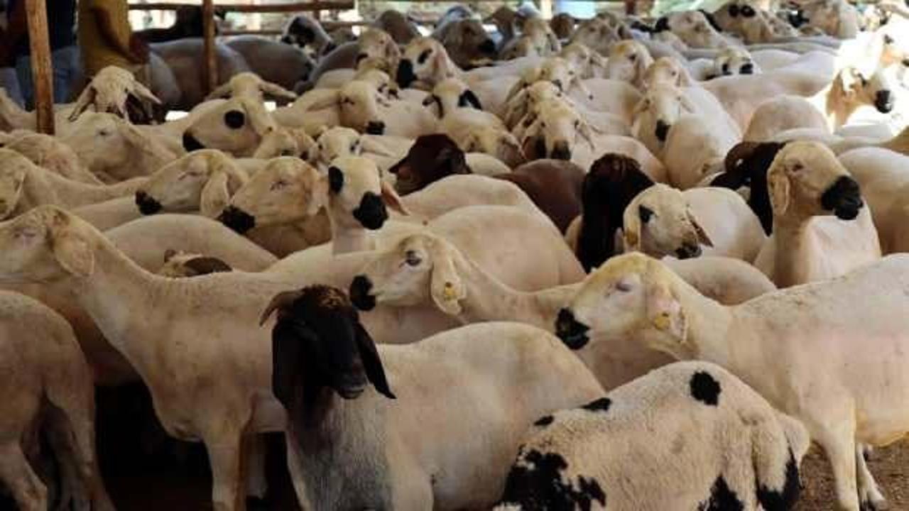 Bayramda 2,7 milyondan fazla kurbanlık satıldığı tahmin ediliyor